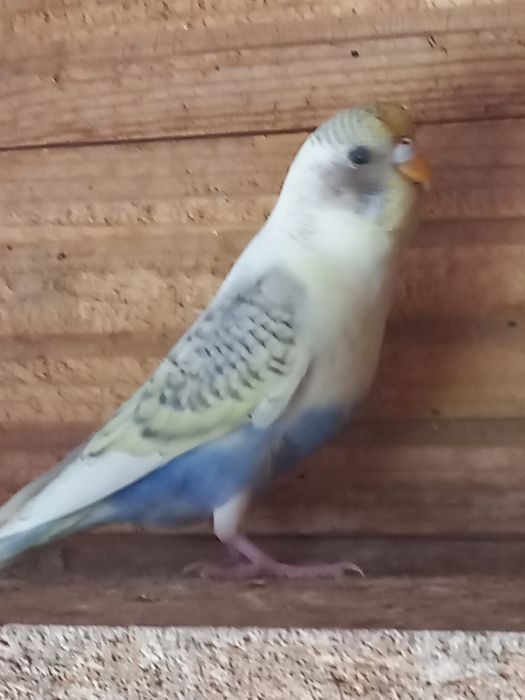 Sprzedam młode papużki faliste do oswojenia