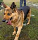 Suzi, Pola, Max, Niko, Bajka, Azi, Eliza do adopcji