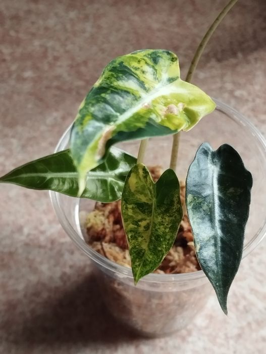 Alokazja Bambino Aurea sadzonka