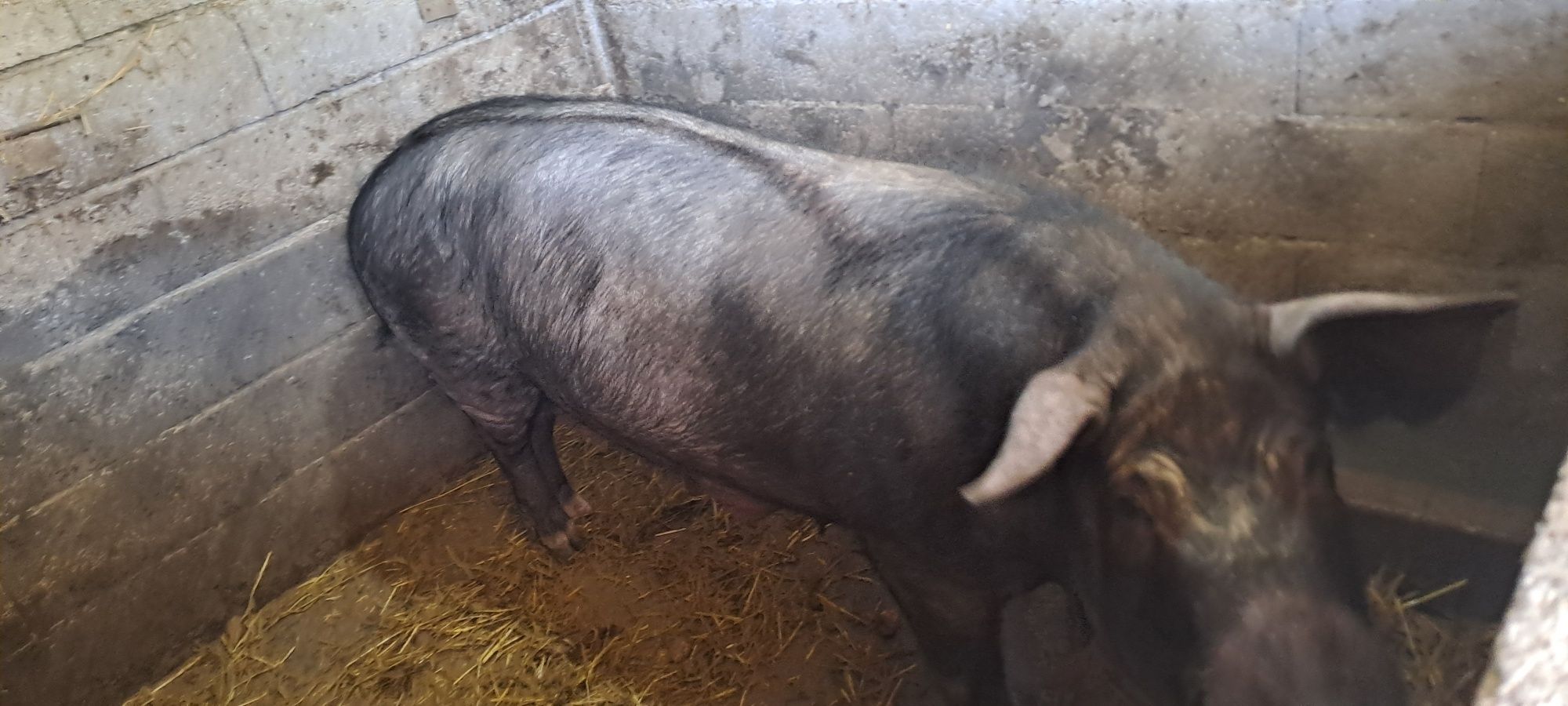 Vendo Porca bisara