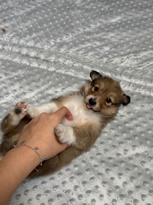 Owczarek szetlandzki sheltie szczeniak