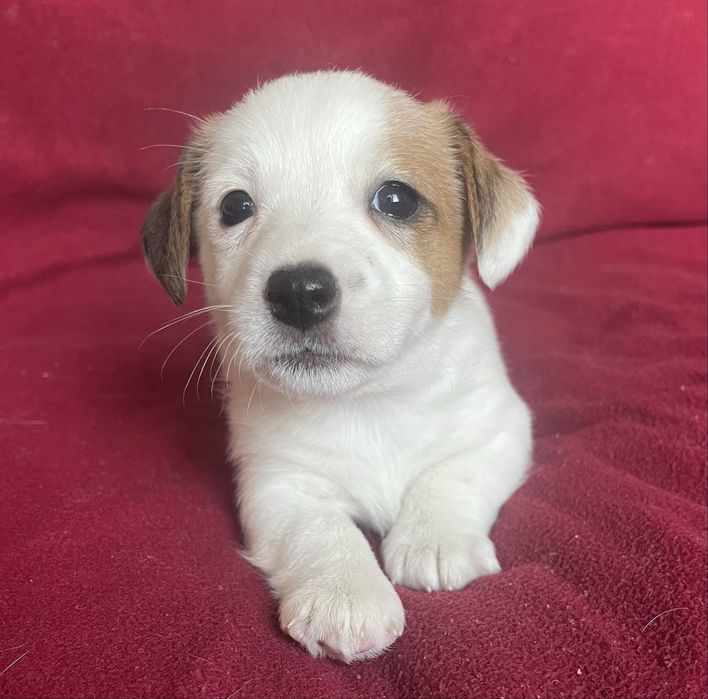 Цуценя Джек рассел терʼєр. Дівчинка