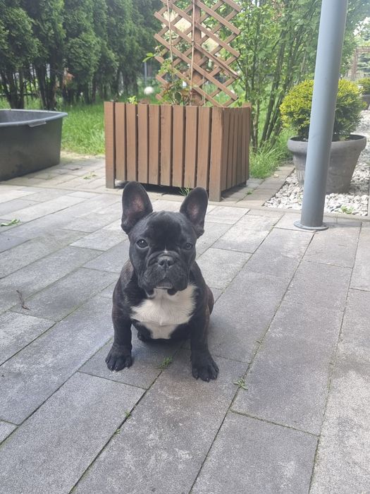 Buldog francuski ZKwP  8 msc suczka