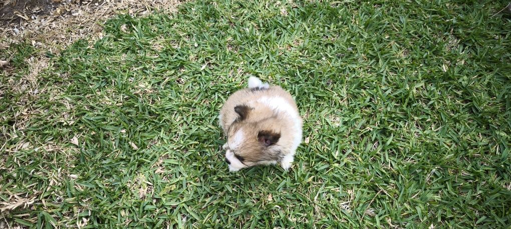 Spitz alemão anão Lulu da Pomerânia criado em ambiente familiar