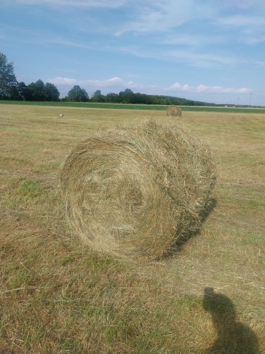 Sprzedam siano w belkach 120x120 i w kostkach
