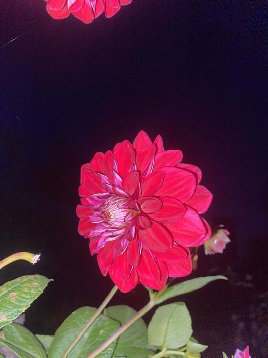 Продаж квітів