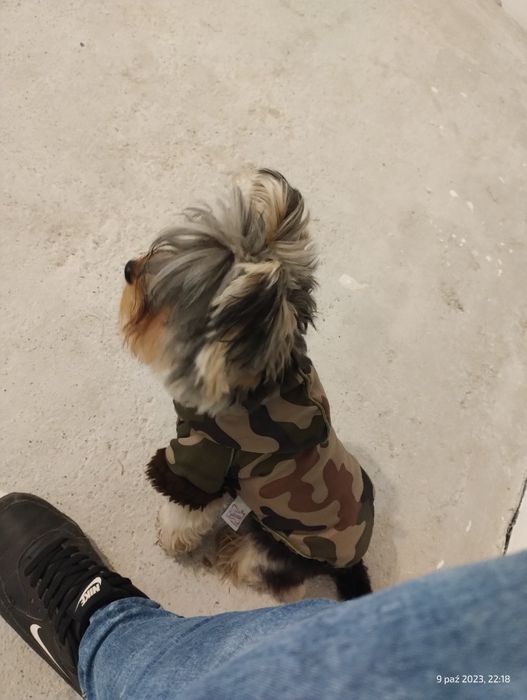 Kurtka dla małego psa