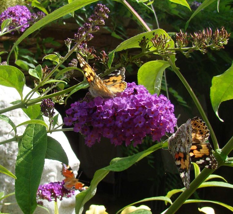 Budleja x2 kwiat motyli + świetny gratis!