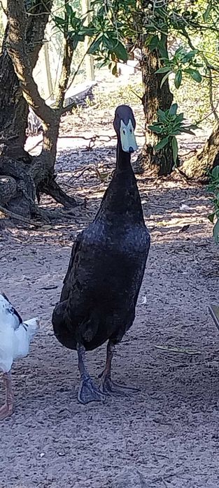 Pato corredor Indiano