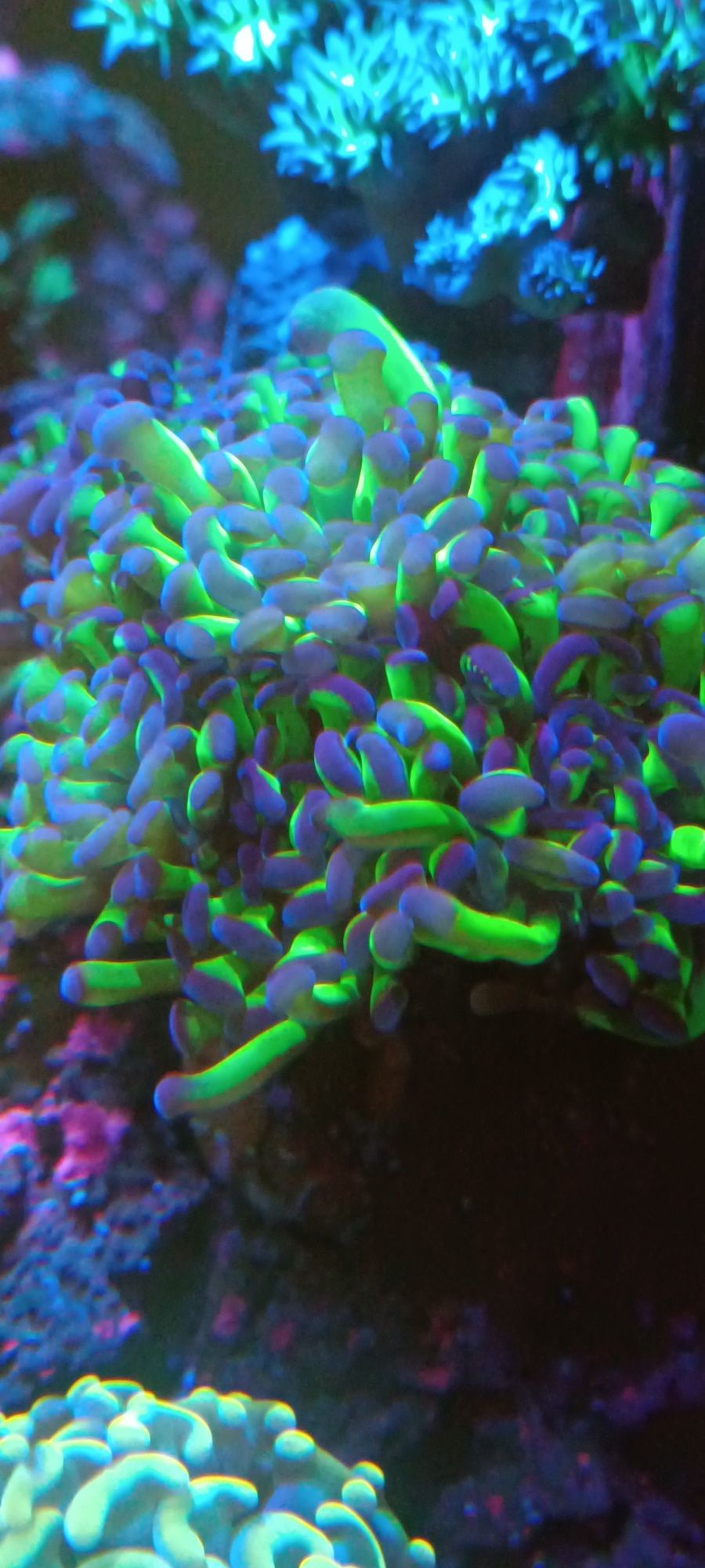 Euphyllia paraancora toxic