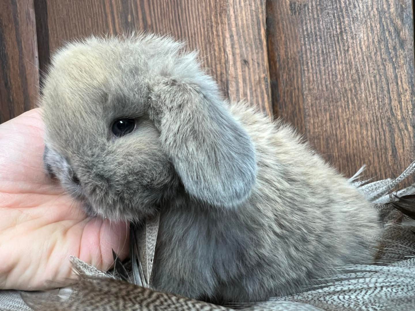 Mini lop zarejestrowana hodowla