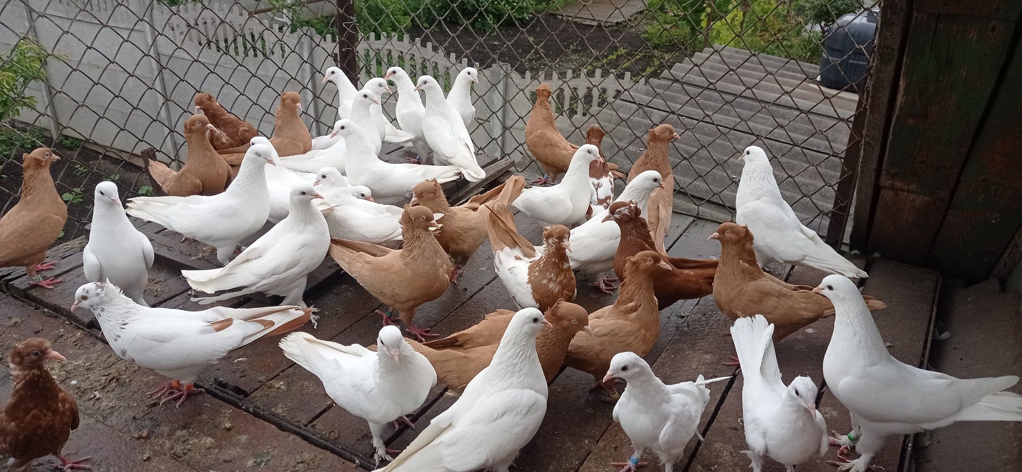 Продам бойних голубів