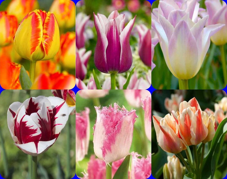 Tulipany zestaw 6 dwukolorowych odmian razem 48 cebulek za 77 zł