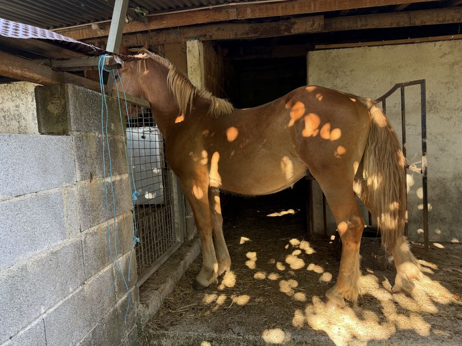 Poldro Breton Francês