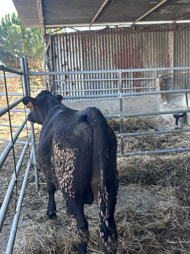 Vitelo cruzado angus
