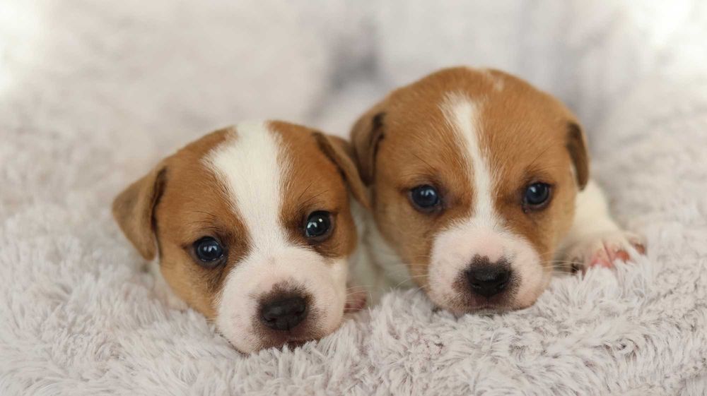 Piesek Jack Russell Terrier/BREFIO-/badania genet.