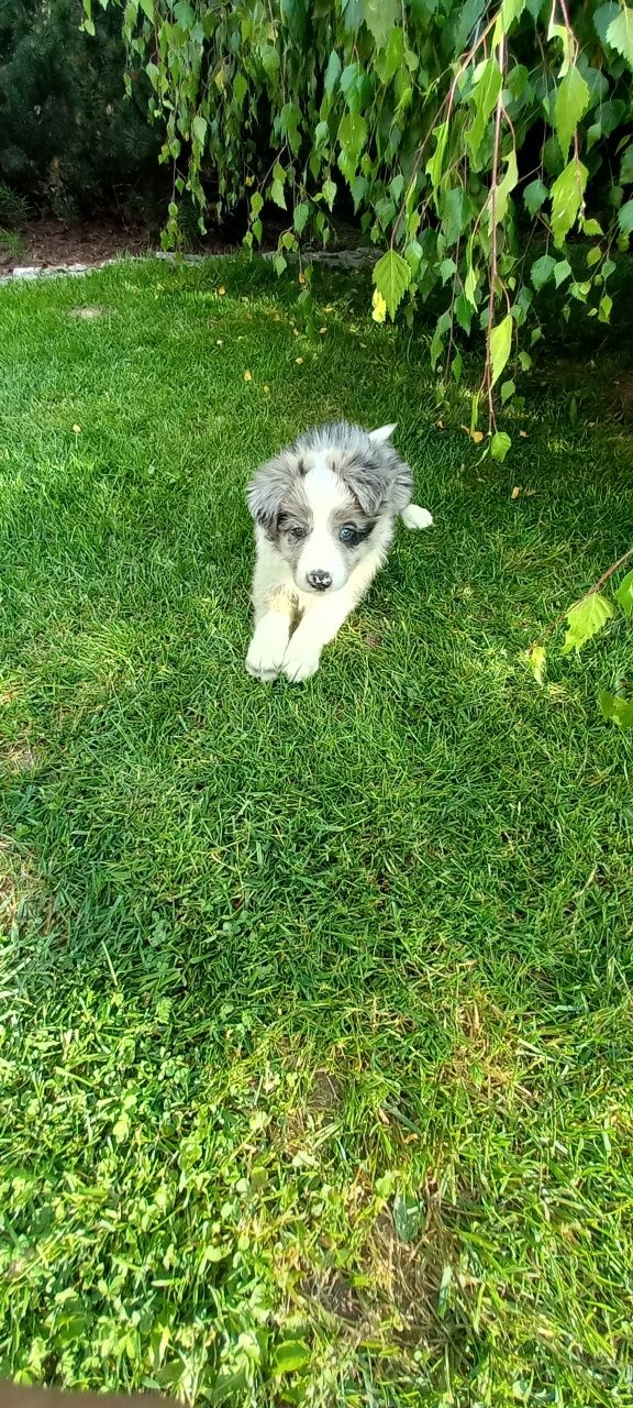 Szczeniak Border collie