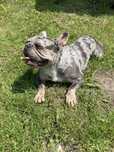 oddam suke buldog francuski