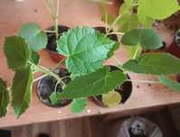 4 sadzonki Drzewo tlenowe Paulownia