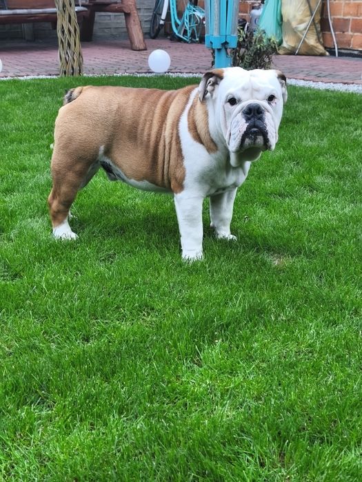 Buldog angielski FCI PIESEK