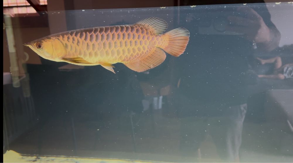 Arowana golden head crossback