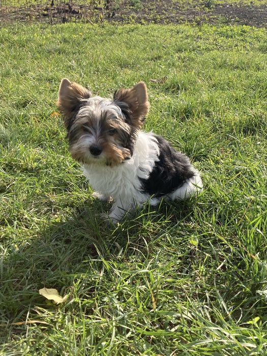 Щенки Бивер Йорка, мальчики