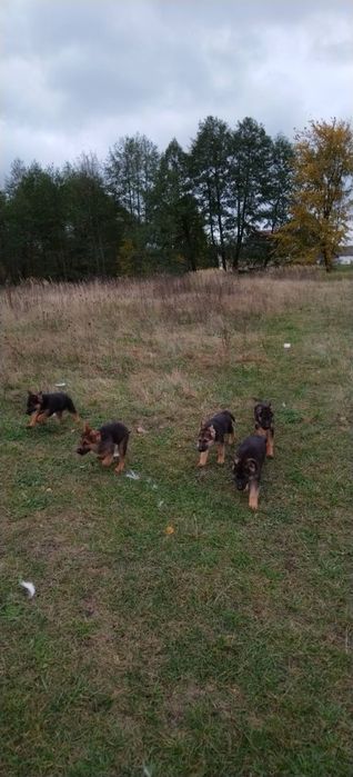 Цуценята німецької вівчарки