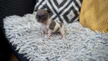 WYJĄTKOWA Chihuahua SUCZKA biało-niebieska XXXXS