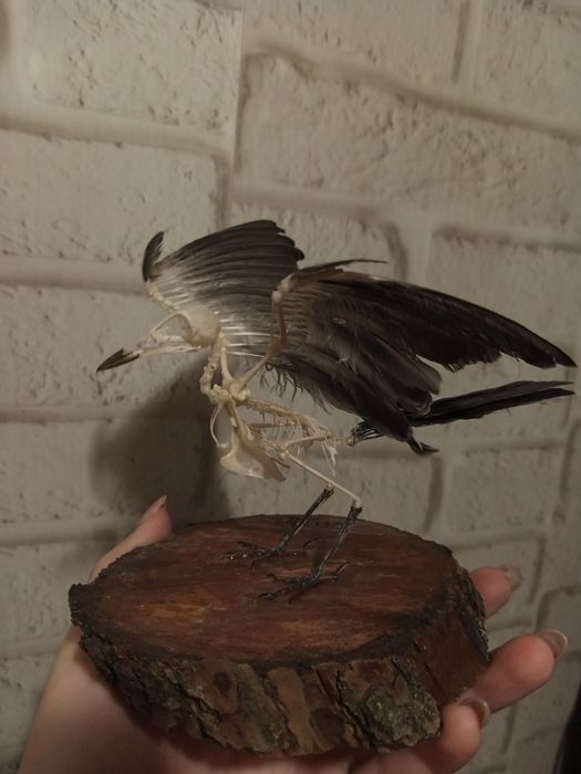 Скелет трясогузки