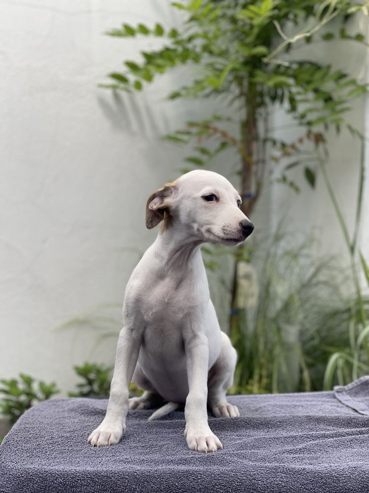 Whippet suczka gotowa do odbioru Revirado FCI ZKwP