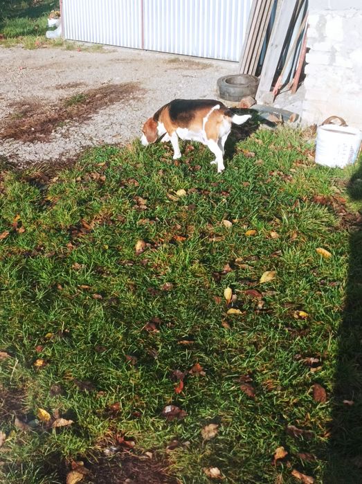 Beagle dorosła suka