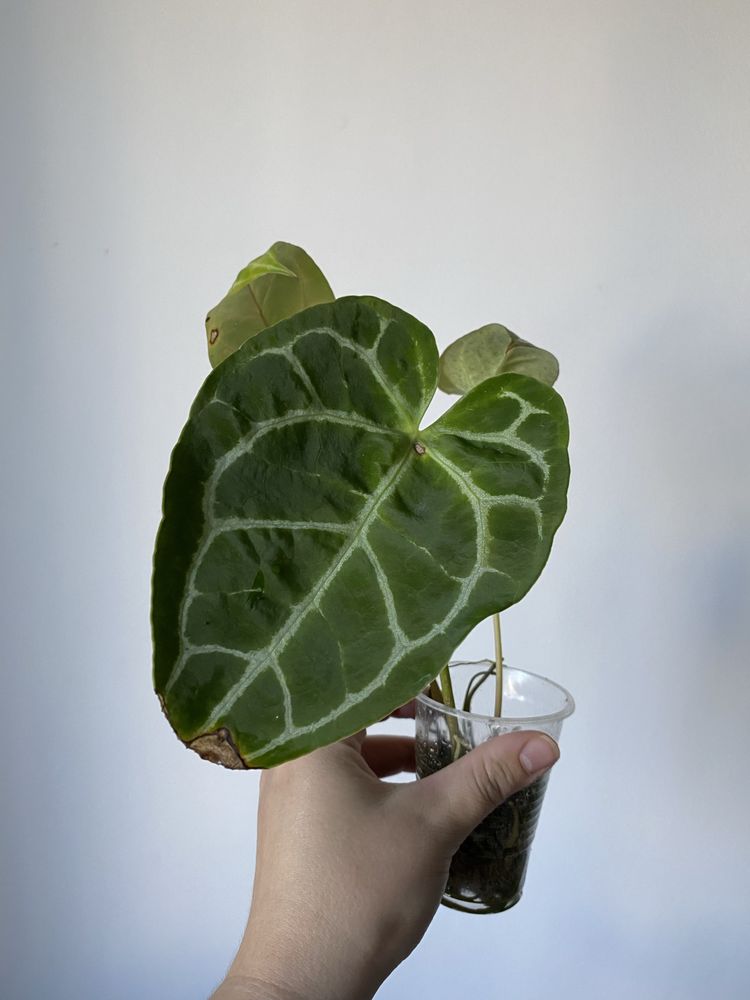 anthurium besseae, radicans, крісталінум