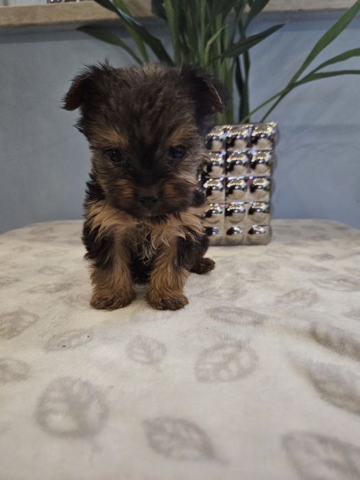 York z Rodowodem do odbioru