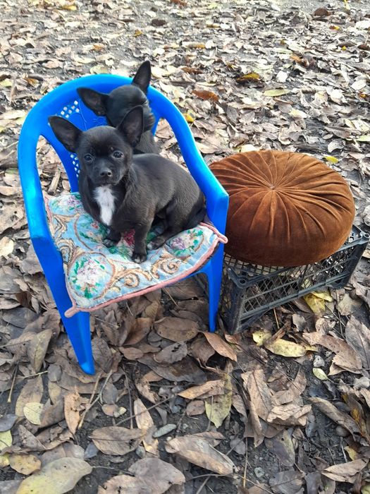 Маленькі чихуахуа шукають родину