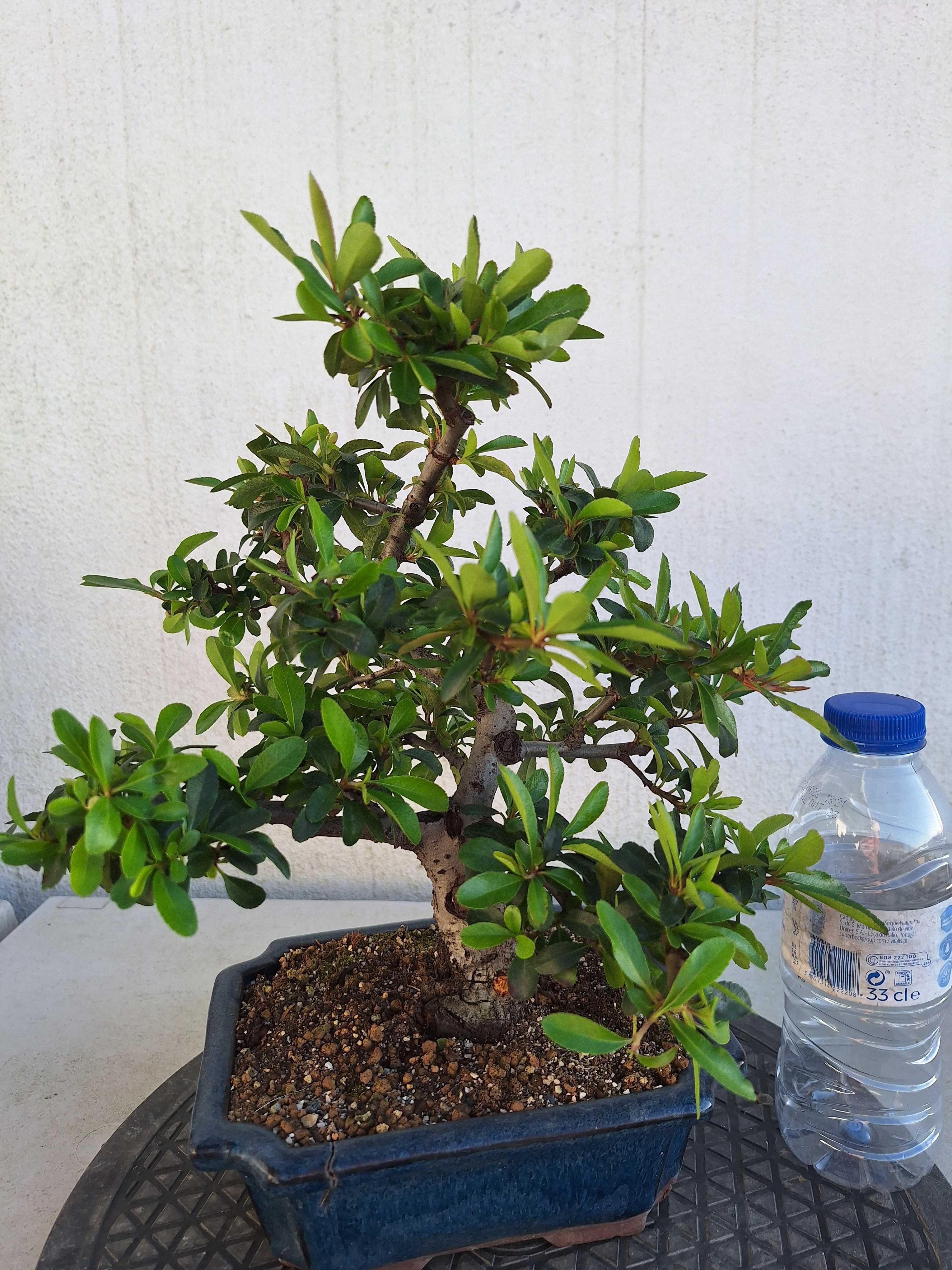 bonsai pyracantha shohin