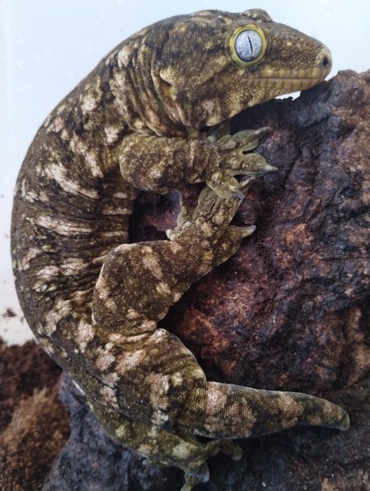 Olbrzymi gekon samiec