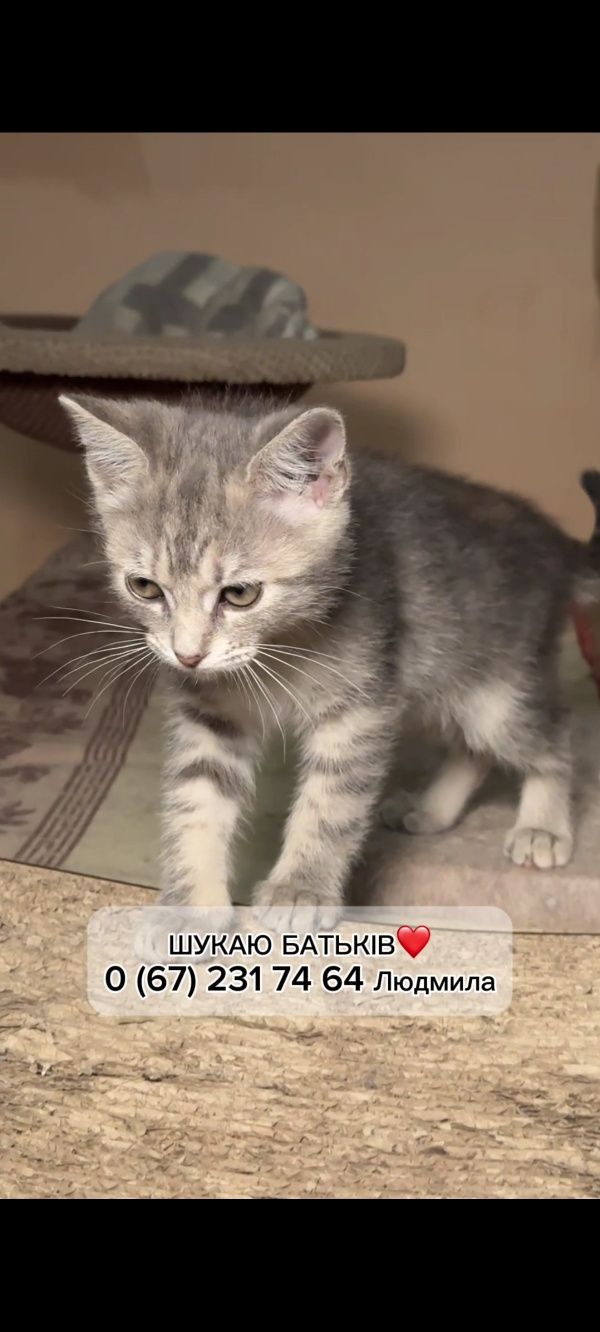 Подарю маленькую котейку 2 мес