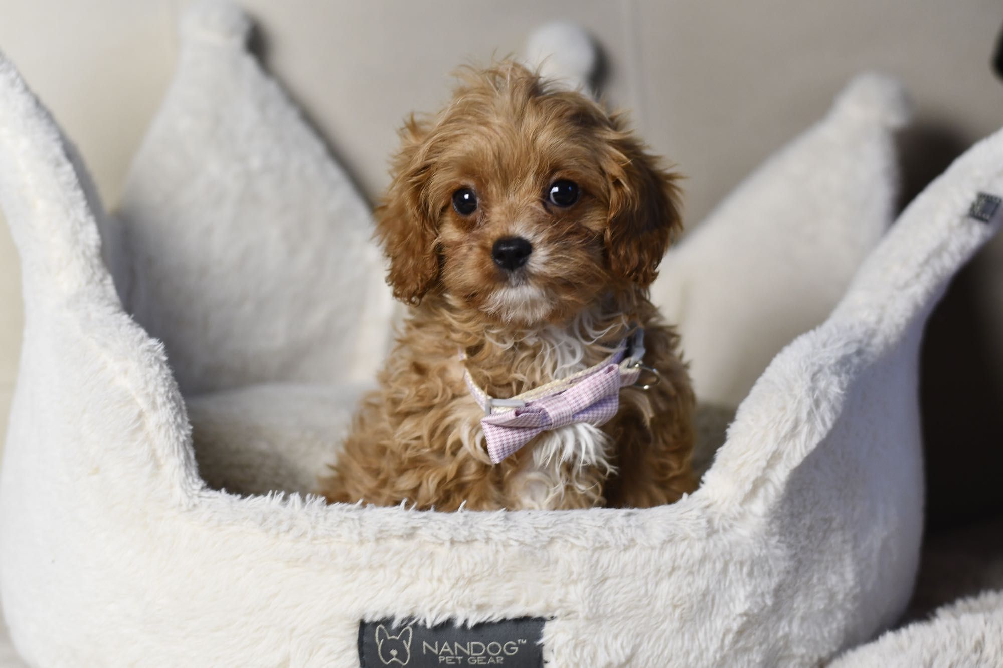 Cavapoo F1 RED BROWN wyjątkowa dziewczynka gotowa do odbioru