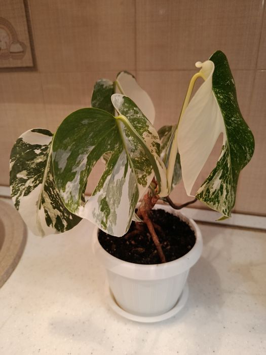 Монстера Альба мраморна