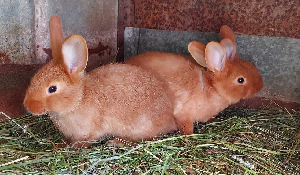 Króliki Burgundzkie i Termondzkie młode