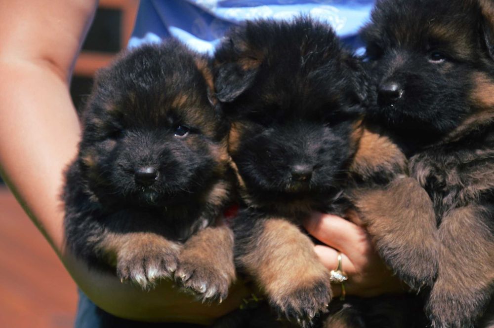 owczarek niemiecki długowłosy piesek ZKwP FCI szczeniak