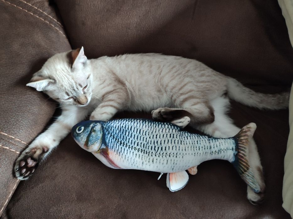 Cat Sitting - Charneca da Caparica e Costa da Caparica