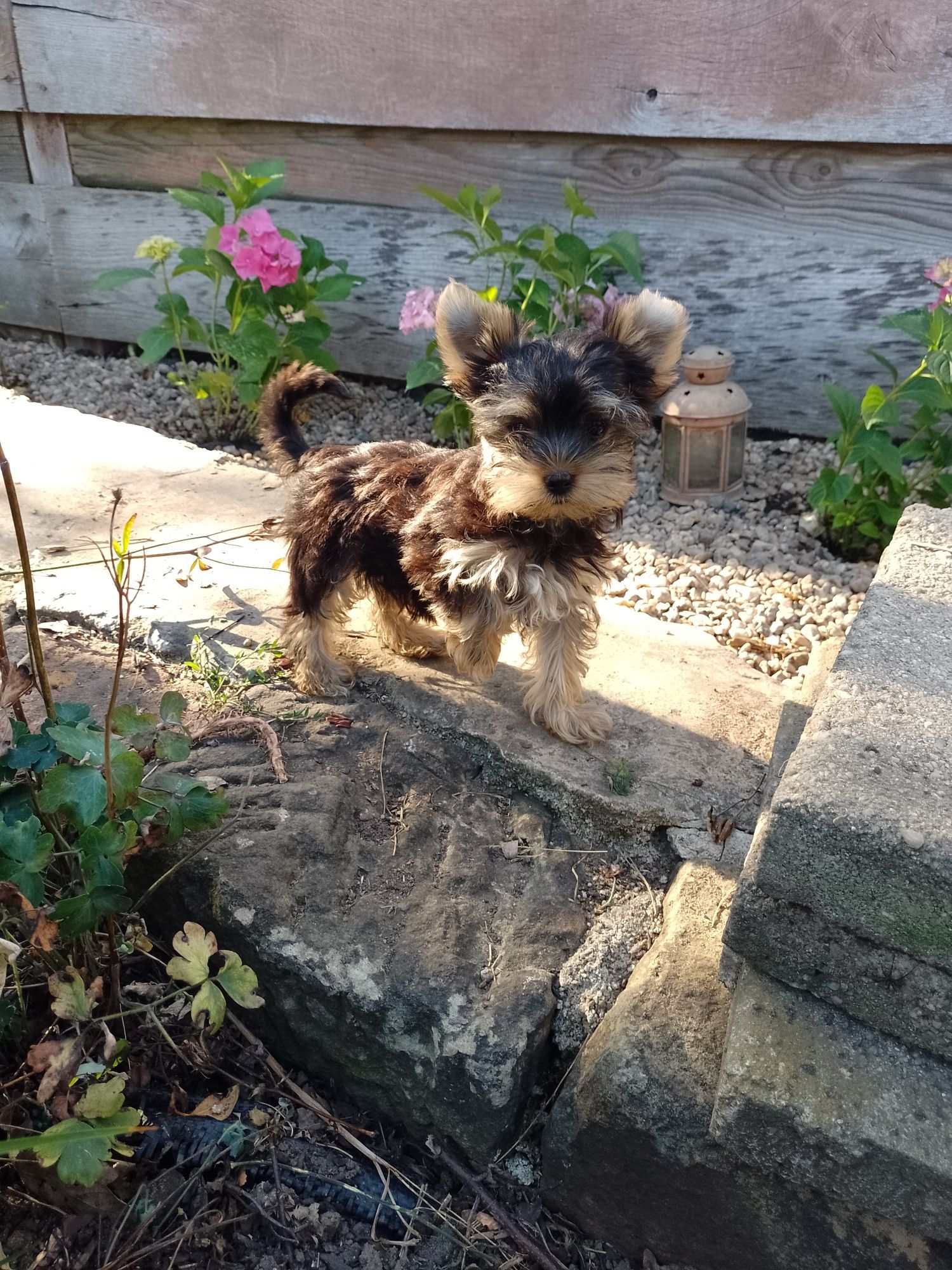 Piękna suknia Yorkshire Terrier