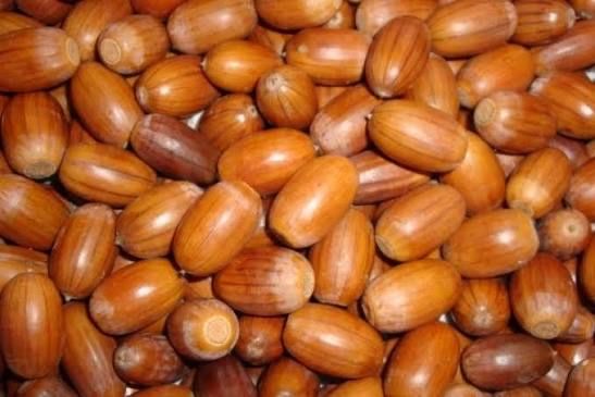 Продаммитий жолудь дуба звичайного сезону 2025/ 1 сорт на посадку