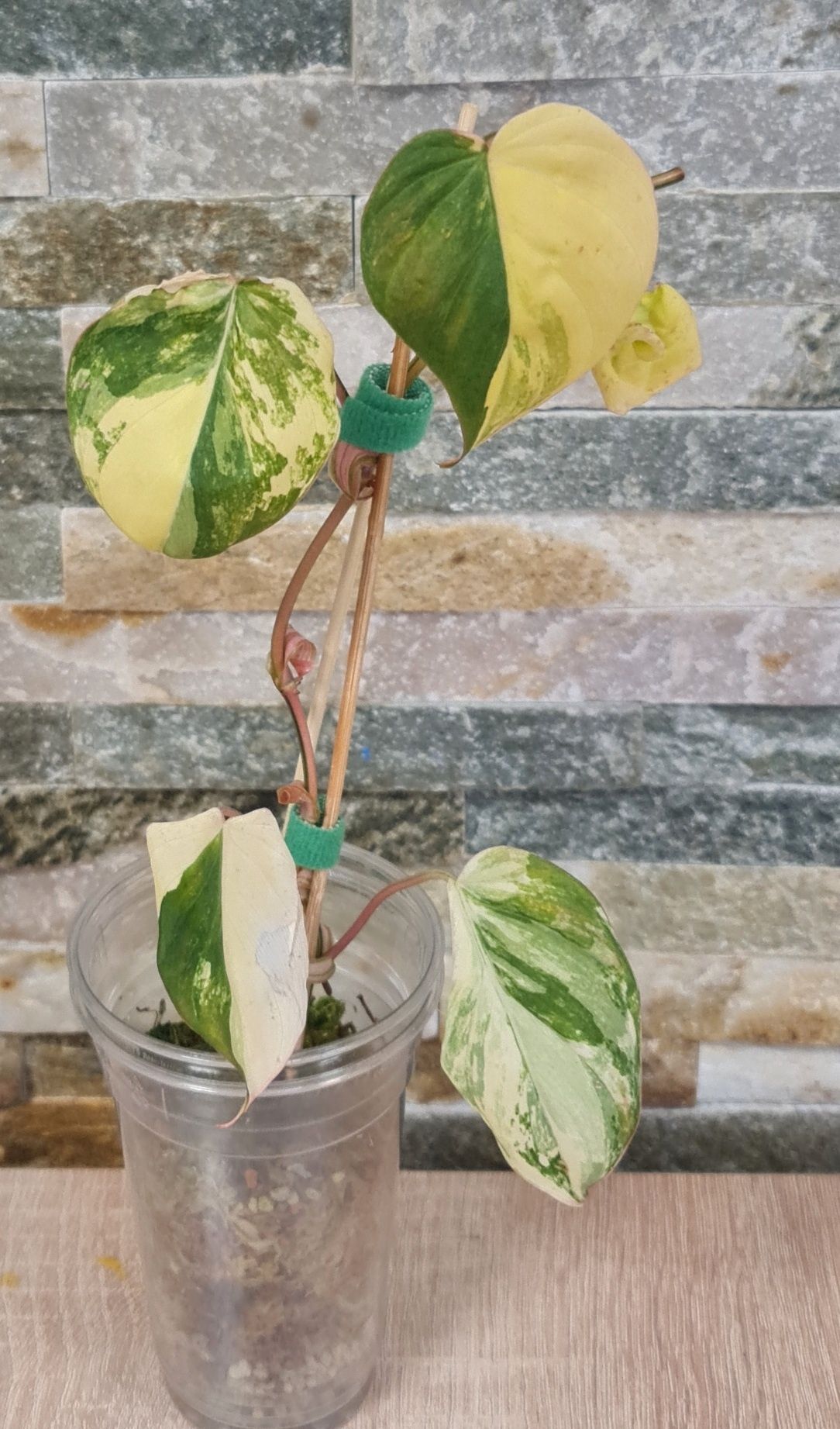 Philodendron Micans variegata,5 liści