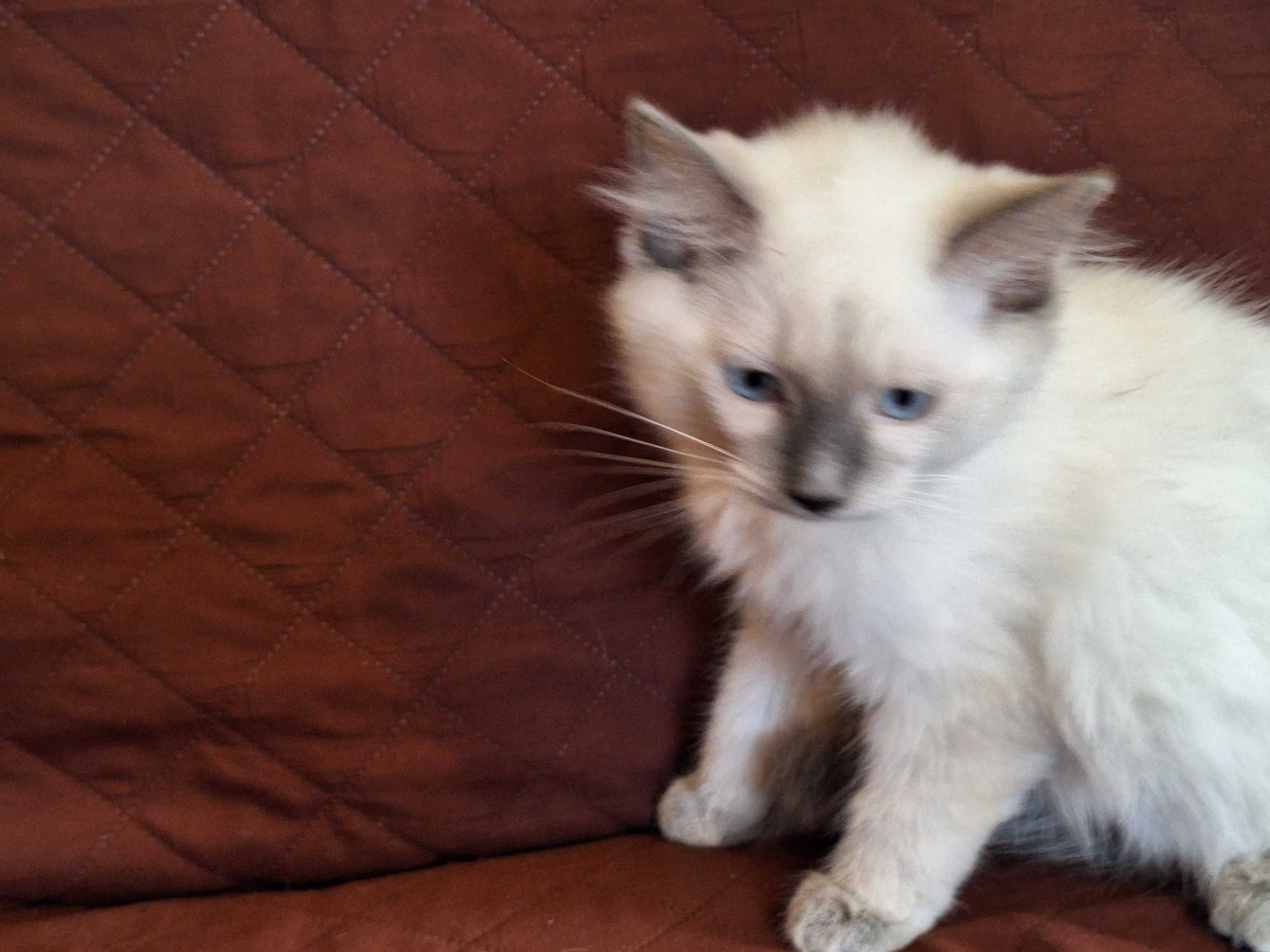 Kocurek rasy Ragdoll