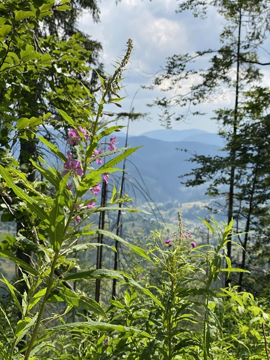 Иван Чай ферментированый.Ферментований гранульований іван чай З КАРПАТ