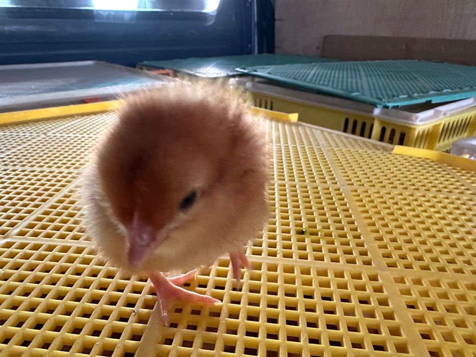 Курчата Цыплята Циплята півники  півні курочки-несушки  Ломан Браун