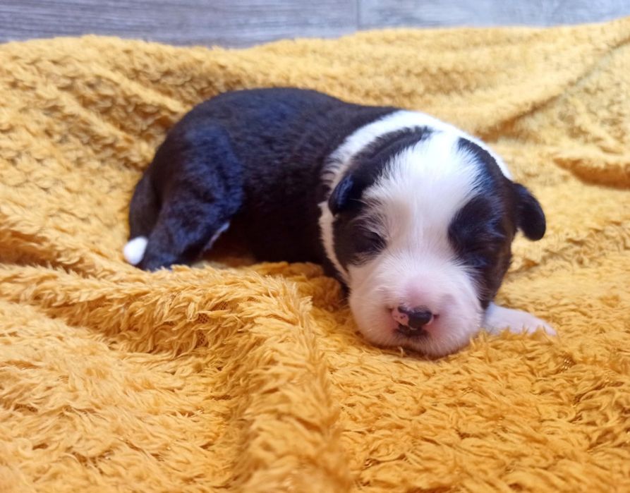 Szczenię Border Collie suczka ZKwP