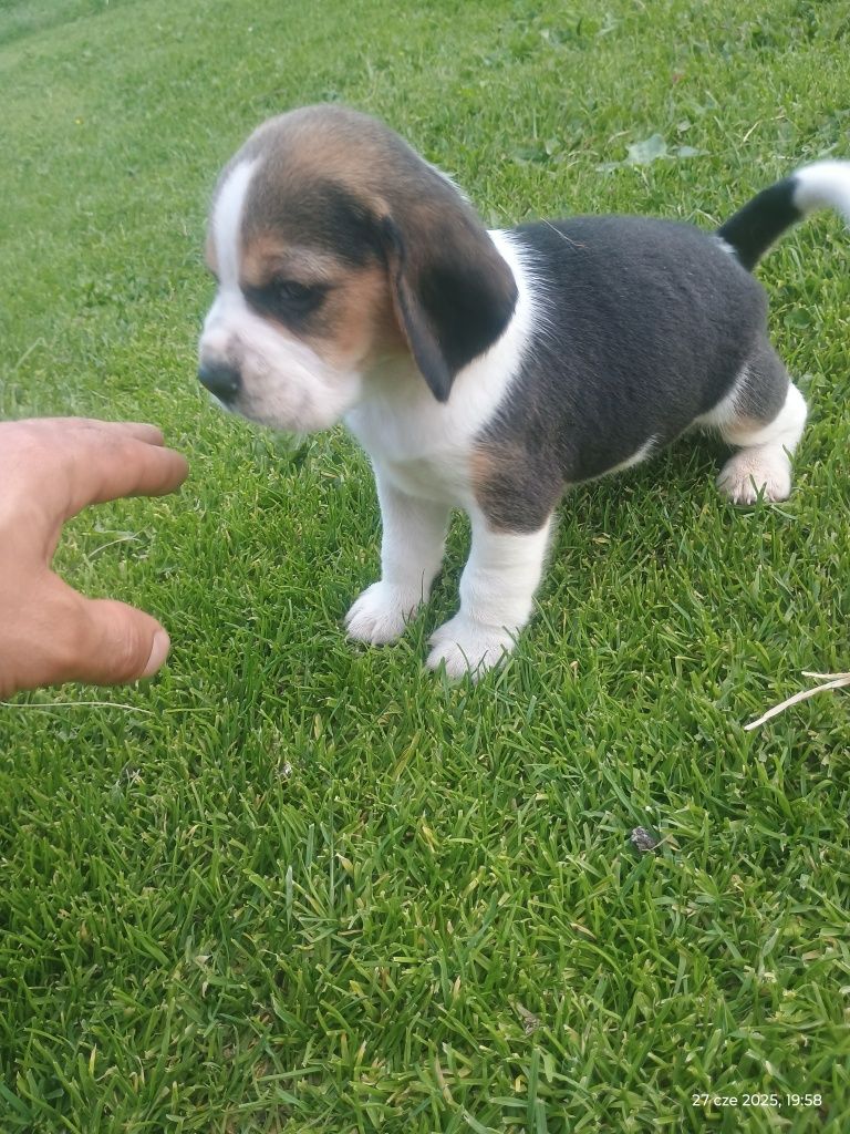 Szczeniak Beagle